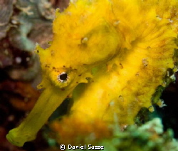 The Picture of the shy female tigertail seahorse was take... by Daniel Sasse 
